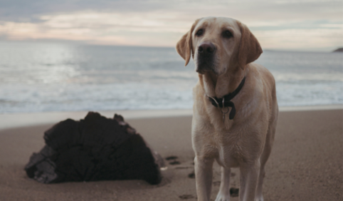 Hurricane Preparedness for Your Pets
