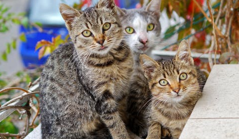 Catch the Cat Craze