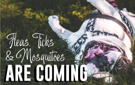 Flea Tick Are Coming enews (002)