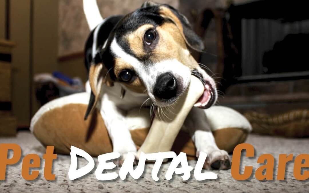 Pet Dental Care