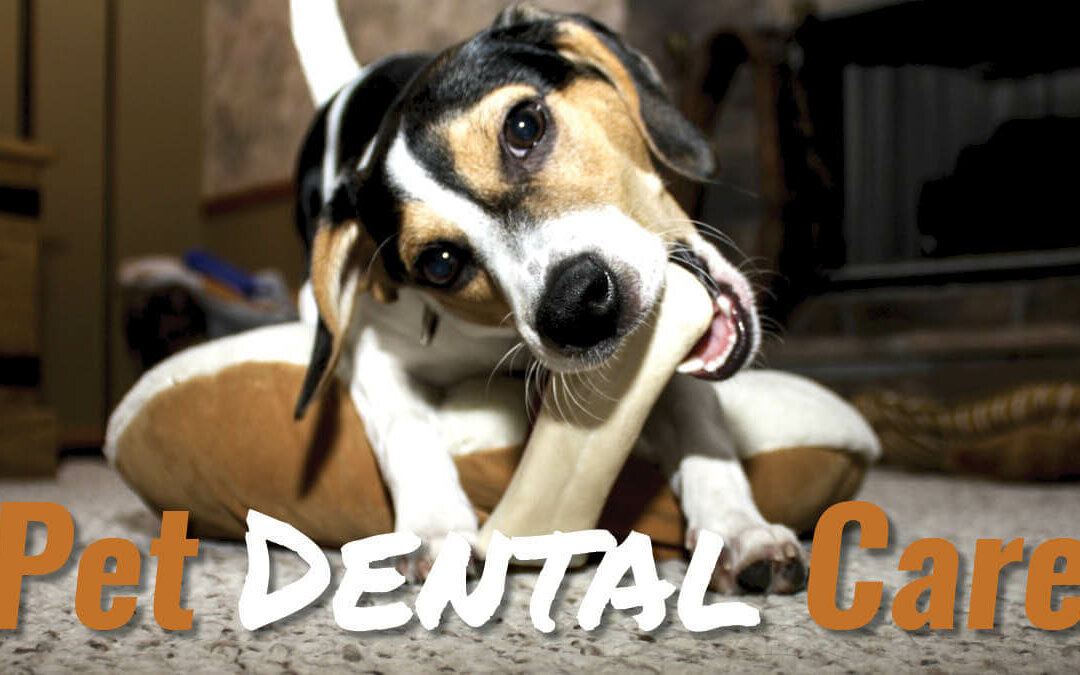Pet Dental Care Twitter (002)