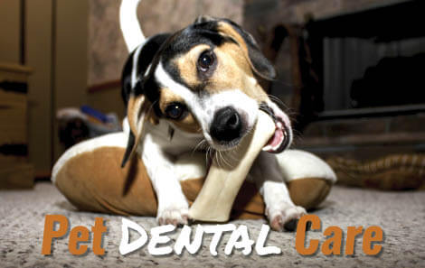 Pet Dental Care eNews (002)