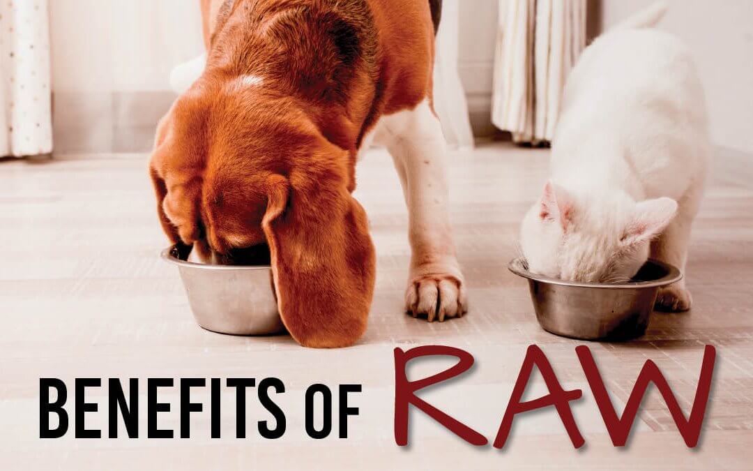 The Growing Appetite for Raw Pet Food