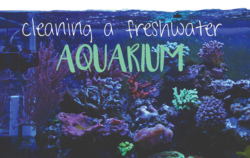 Freshwater Aquarium Cleaning