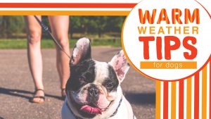 Hot weather safety for dogs